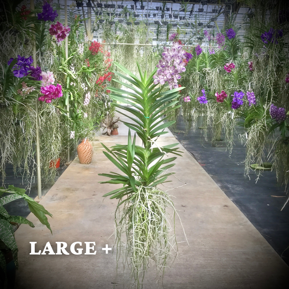 Pda. Kyra Green 'Minghus' AM/AOS — Palmer Orchids